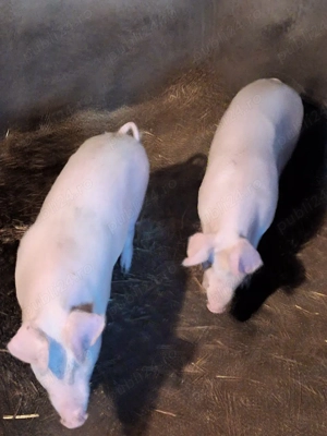 purcei de vanzare au 50 60 kg - imagine 2