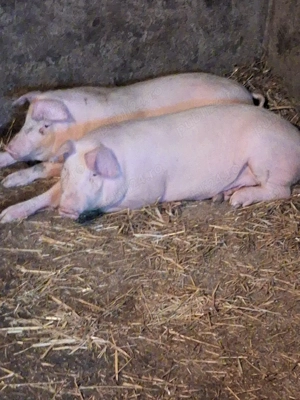 purcei de vanzare au 50 60 kg