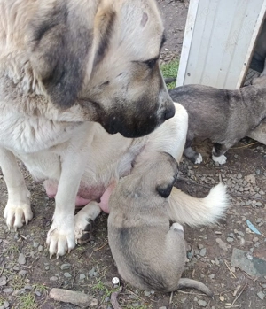 Vand pui ciobanesc Asia Centrala 1,5 luni femela  - imagine 4