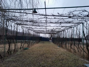 Casă + teren 5000 mp, Podoleni, Neamț - imagine 2