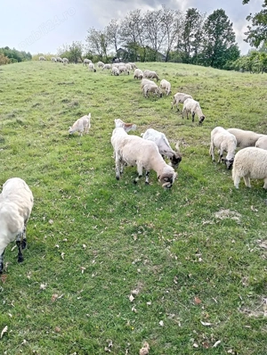 animale domestice bine nuintretinute - imagine 4