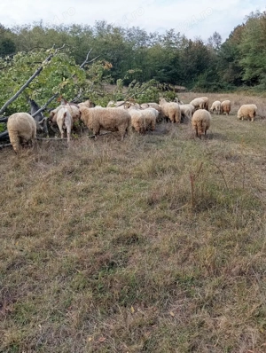 animale domestice bine nuintretinute - imagine 3