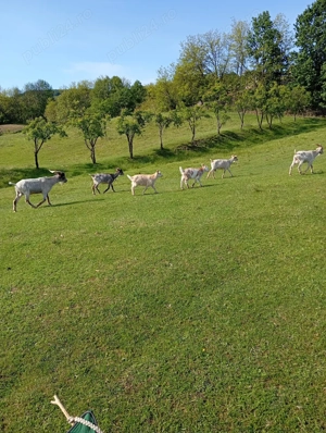 animale domestice bine nuintretinute - imagine 2