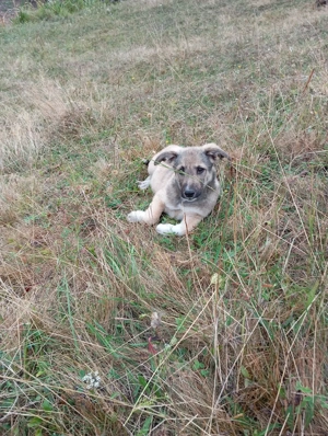 animale domestice bine nuintretinute