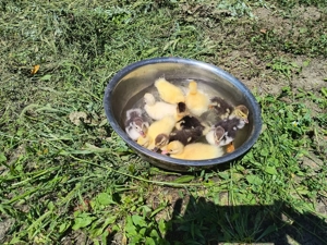 Ouă de rațe mute. - imagine 3