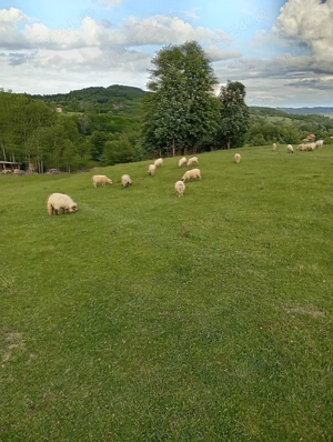 animale domestice bine nuintretinute - imagine 5