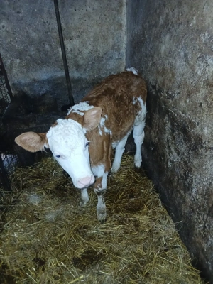 vițea balțata - imagine 2