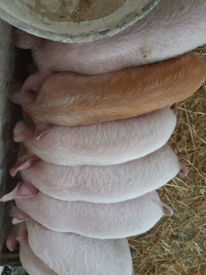 purcei 10 săptămâni 310 lei - imagine 4