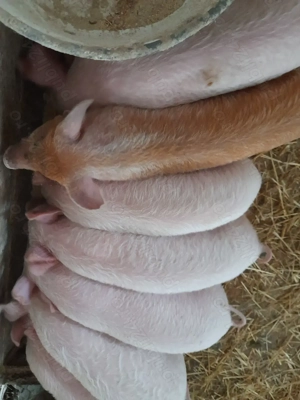 purcei 10 săptămâni 310 lei - imagine 5