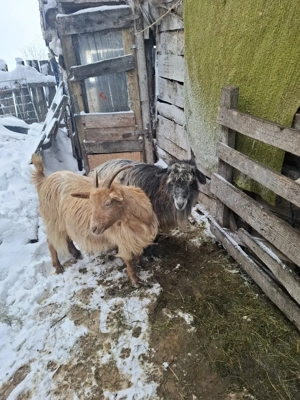 capre gestante de vanzare  - imagine 4