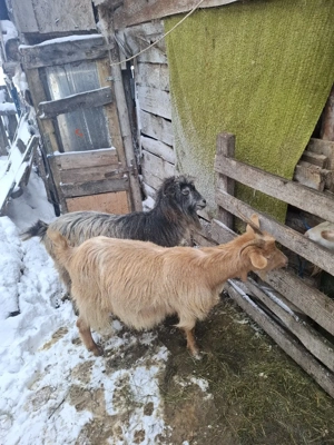 capre gestante de vanzare 