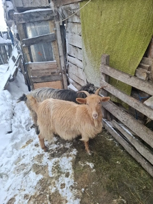 capre gestante de vanzare  - imagine 5