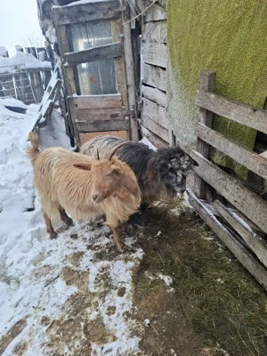 capre gestante de vanzare  - imagine 3