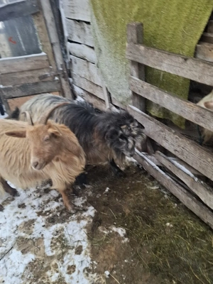 capre gestante de vanzare  - imagine 2