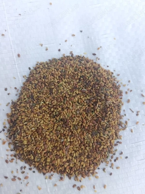 saminta lucerna productie 2025 