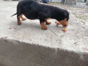 Vând cățel de rasă Tekel  - imagine 2