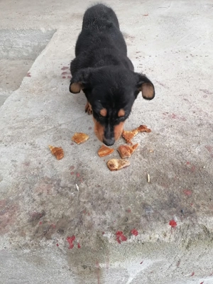 Vând cățel de rasă Tekel 