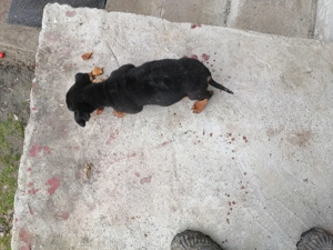 Vând cățel de rasă Tekel  - imagine 4