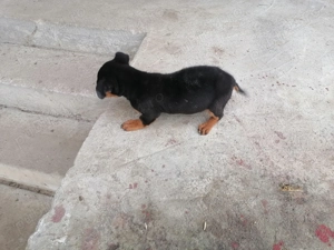 Vând cățel de rasă Tekel  - imagine 3