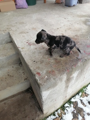 Vând cățel de rasă Tekel Arlequin erdele mele cu ochi albaștri Blue eyes - imagine 4