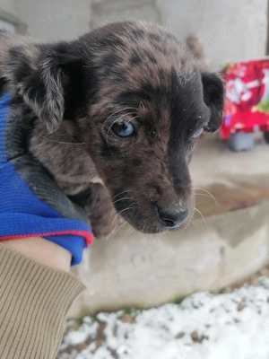Vând cățel de rasă Tekel Arlequin erdele mele cu ochi albaștri Blue eyes