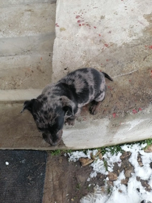 Vând cățel de rasă Tekel Arlequin erdele mele cu ochi albaștri Blue eyes - imagine 2