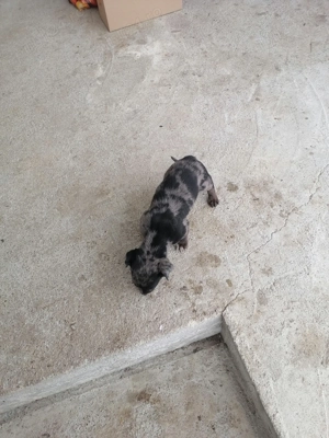 Vând cățel de rasă Tekel Arlequin erdele mele cu ochi albaștri Blue eyes - imagine 3