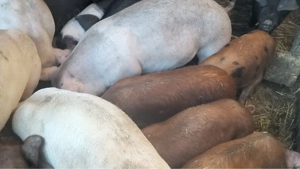 Purcei si grasuni preț de la 400 lei - imagine 2