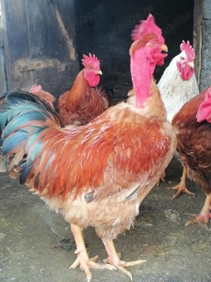 Vând cocoș de rasă Gât golaș de Transilvania și găini