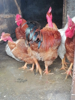 Vând cocoș de rasă Gât golaș de Transilvania și găini - imagine 4