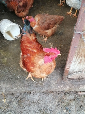 Vând cocoș de rasă Gât golaș de Transilvania și găini - imagine 3