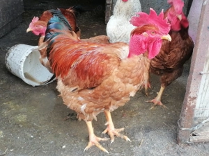 Vând cocoș de rasă Gât golaș de Transilvania și găini - imagine 2