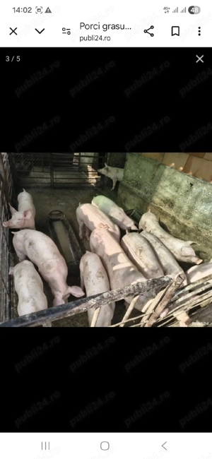 de vanzare saldani de carne la 45 -50 kg 