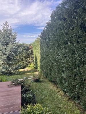 Intretinere Spatii Verzi | Tratamente plante | Montaj Gazon Rulou | Montaj Gazon Artificial | Contra - imagine 5