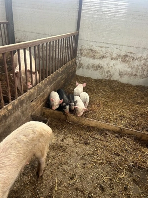 Porci Romanesti - imagine 3