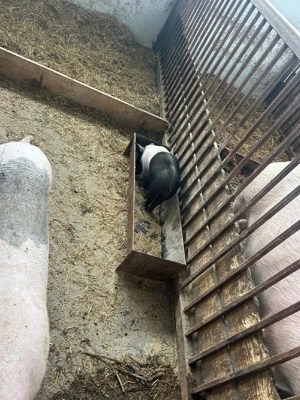 Porci Romanesti - imagine 2