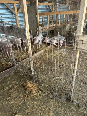 Porci Romanesti - imagine 5