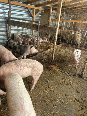 Porci Romanesti - imagine 4