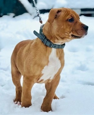 Cățel Amstaff   2 luni, acte la zi - imagine 4