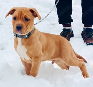 Cățel Amstaff   2 luni, acte la zi - imagine 2