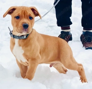 mascul amstaff in varsta de 2 luni 