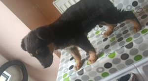 pui ciobanesc german