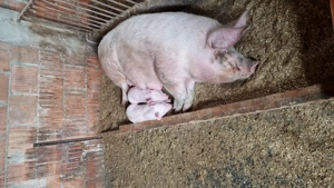 Vand purcea Landrace!