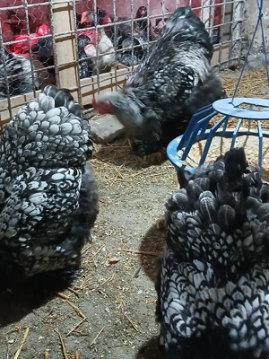 oua disponibile brahma - imagine 4