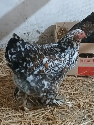 oua disponibile brahma - imagine 2