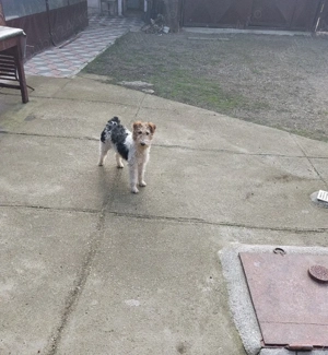 Cățelușă fox terrier - imagine 2