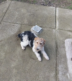 Cățelușă fox terrier - imagine 3