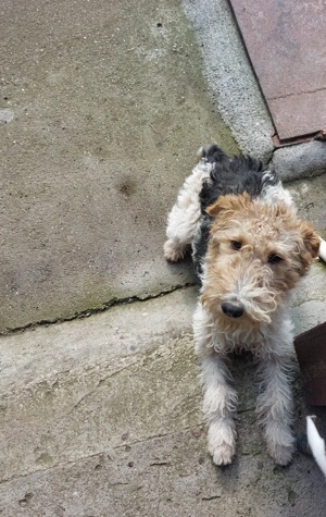 Cățelușă fox terrier - imagine 5