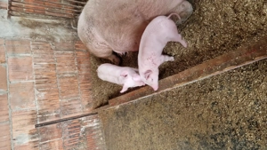 Vand purcea Landrace! - imagine 2