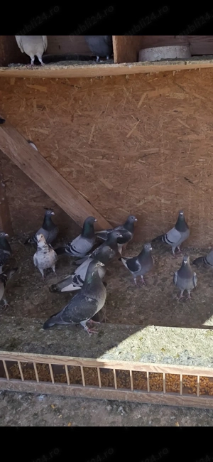 Porumbei voiajori  - imagine 2